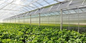 Photovoltaic greenhouse with green plants.
